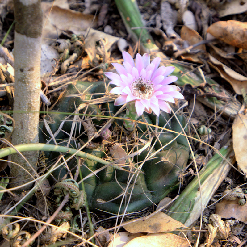 Gymnocalycium tucavocense