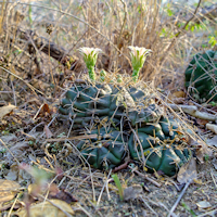 Gymnocalycium marekiorum