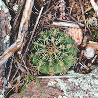Gymnocalycium marekiorum