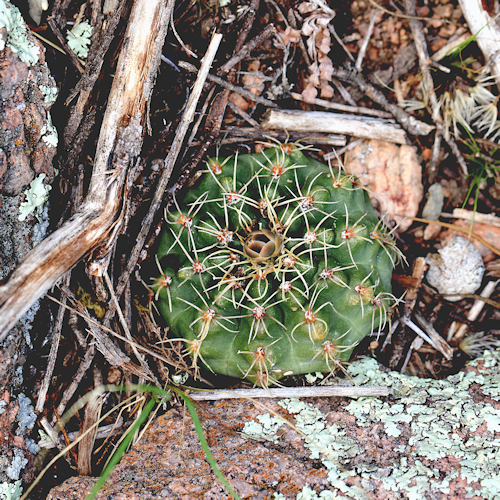 Gymnocalycium tucavocense