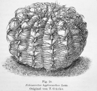 Gymnocalycium hyptiacanthus