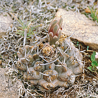 01 hyptiacanthus Gymnocalycium Schuetziana 200