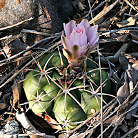 denudatum Gymnocalycium Schuetziana