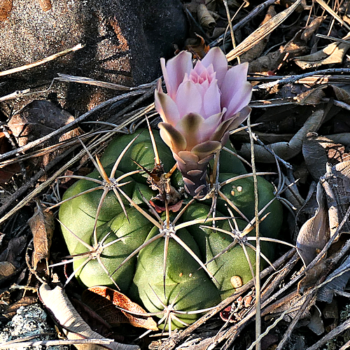 Gymnocalycium tucavocense