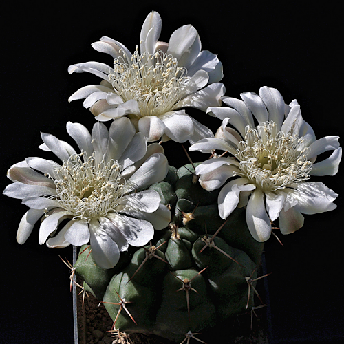 Gymnocalycium tucavocense
